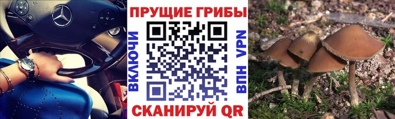 OMG вход  где можно купить   Мезень  Галлюциногенные грибы ЛСД 